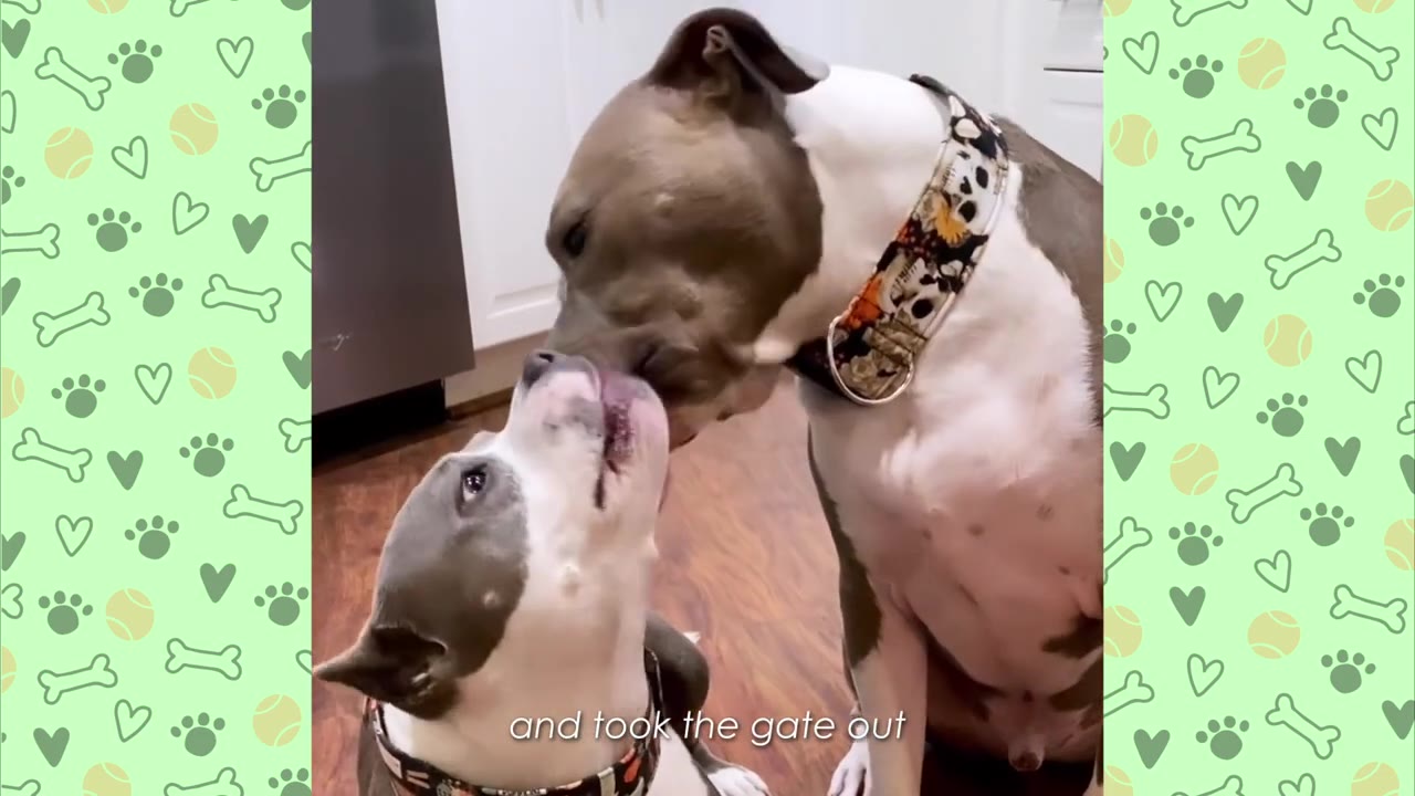 Two pit bull mix dogs, one sitting and looking up, the other leaning down to sniff and lick its nose, showing a friendly interaction indoors.