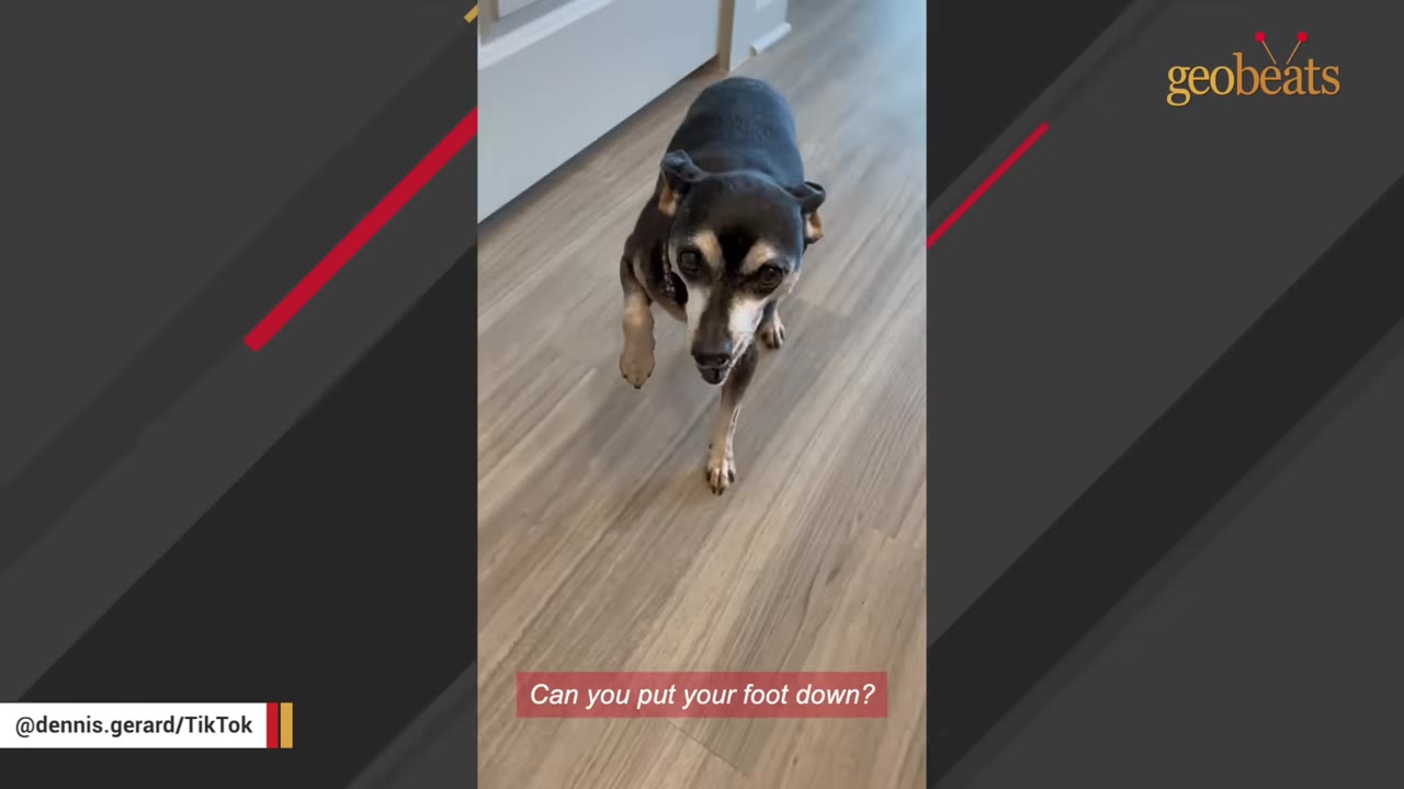 A small black and tan dog stands on a wooden floor, lifting one front paw and looking up at the camera with an expressive face.