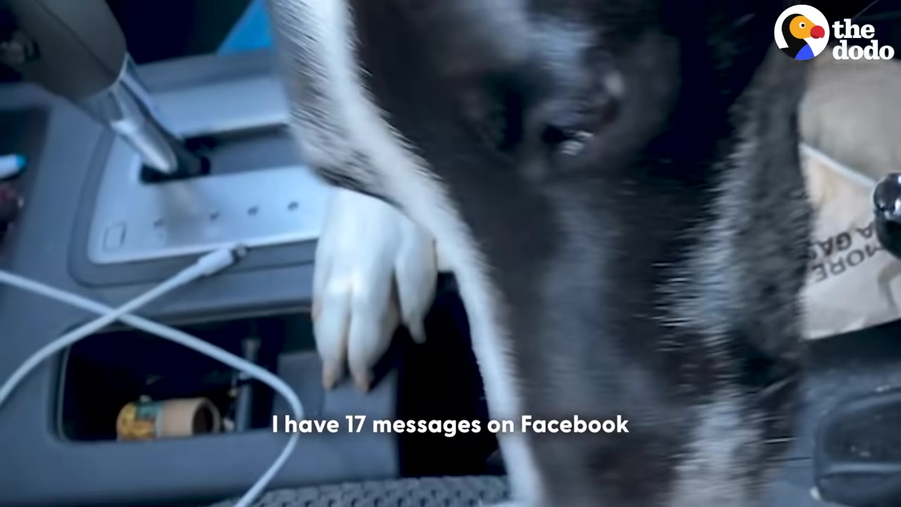 A close-up of a black and white dog inside a car next to the gear shift, with a subtitle that reads 'I have 17 messages on Facebook'.