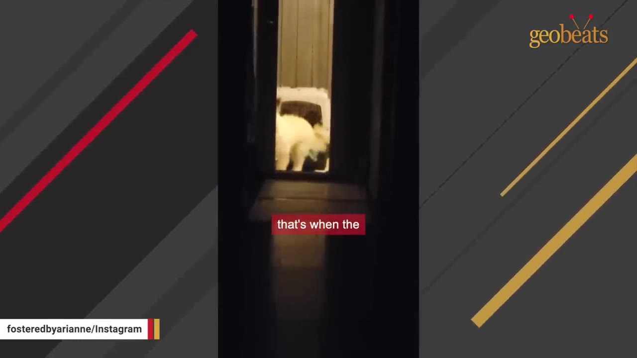 A white dog emerges from a crate at the end of a dark hallway at night.