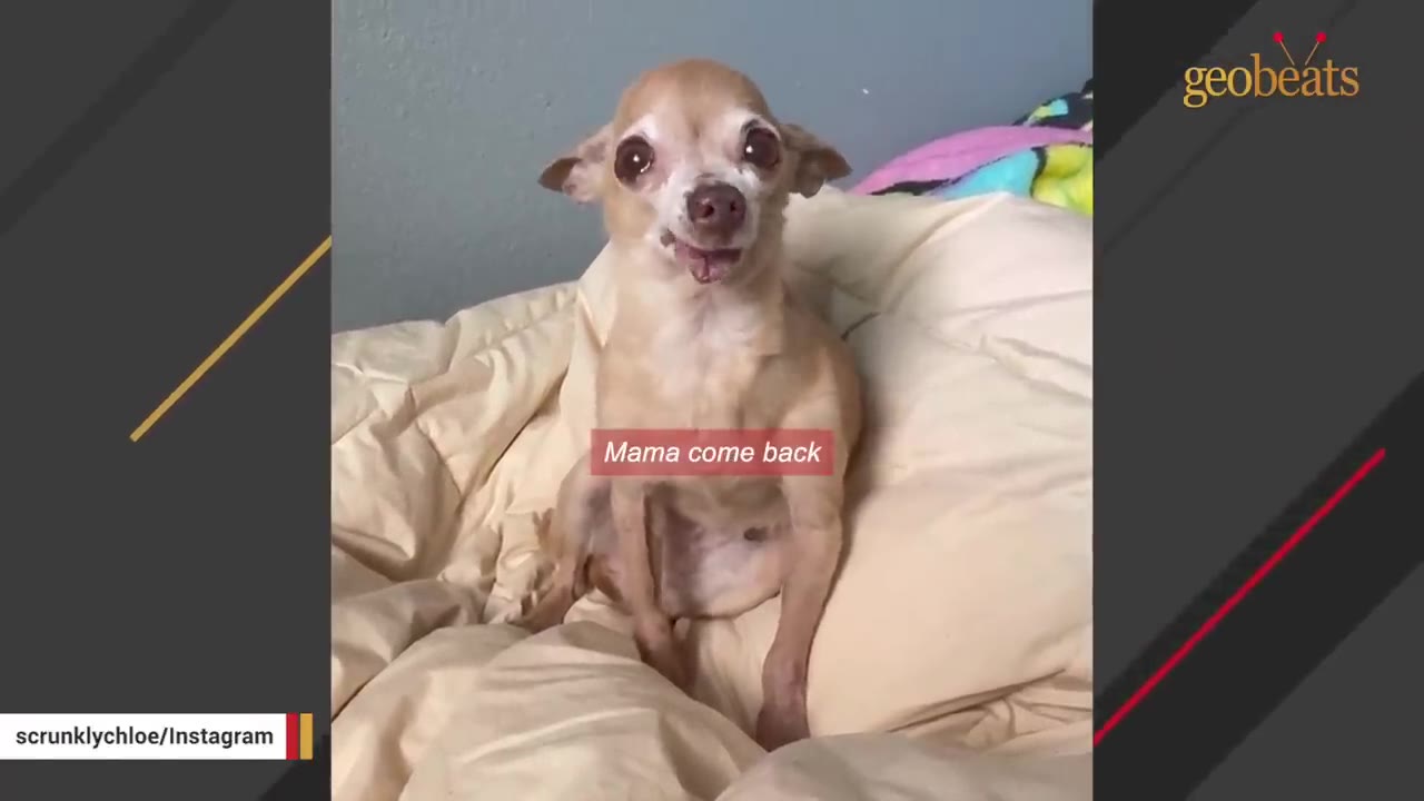 A small tan Chihuahua sits on a beige blanket with a sad expression, with text overlay reading 'Mama come back'.