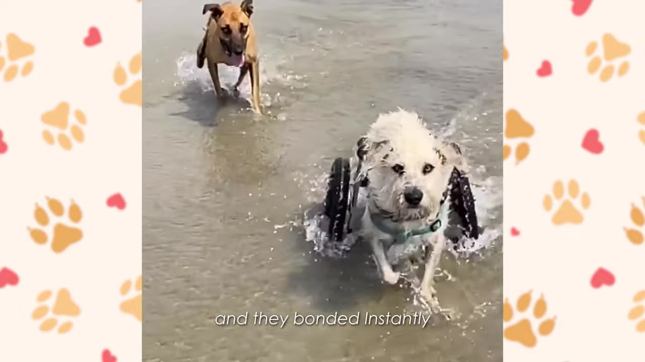 A brown dog and a fluffy white dog in a canine wheelchair run together through shallow water on a beach.