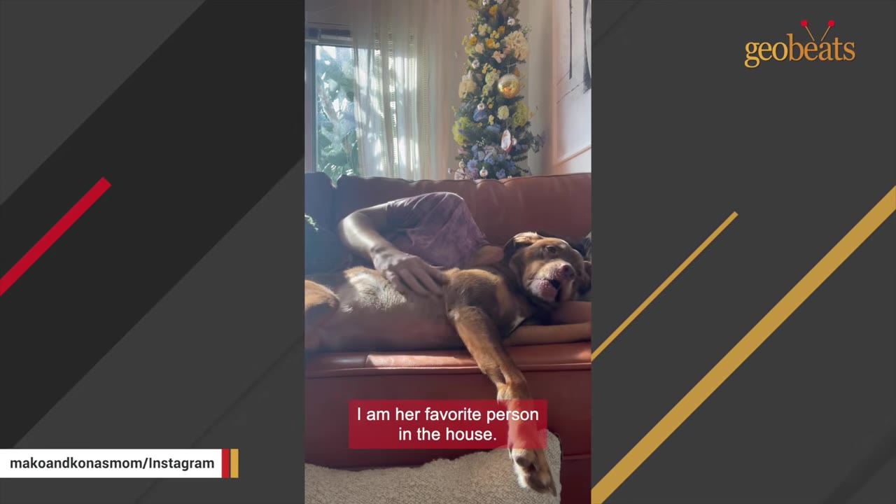 A brown dog lying on a brown leather couch next to a person who is petting its belly.