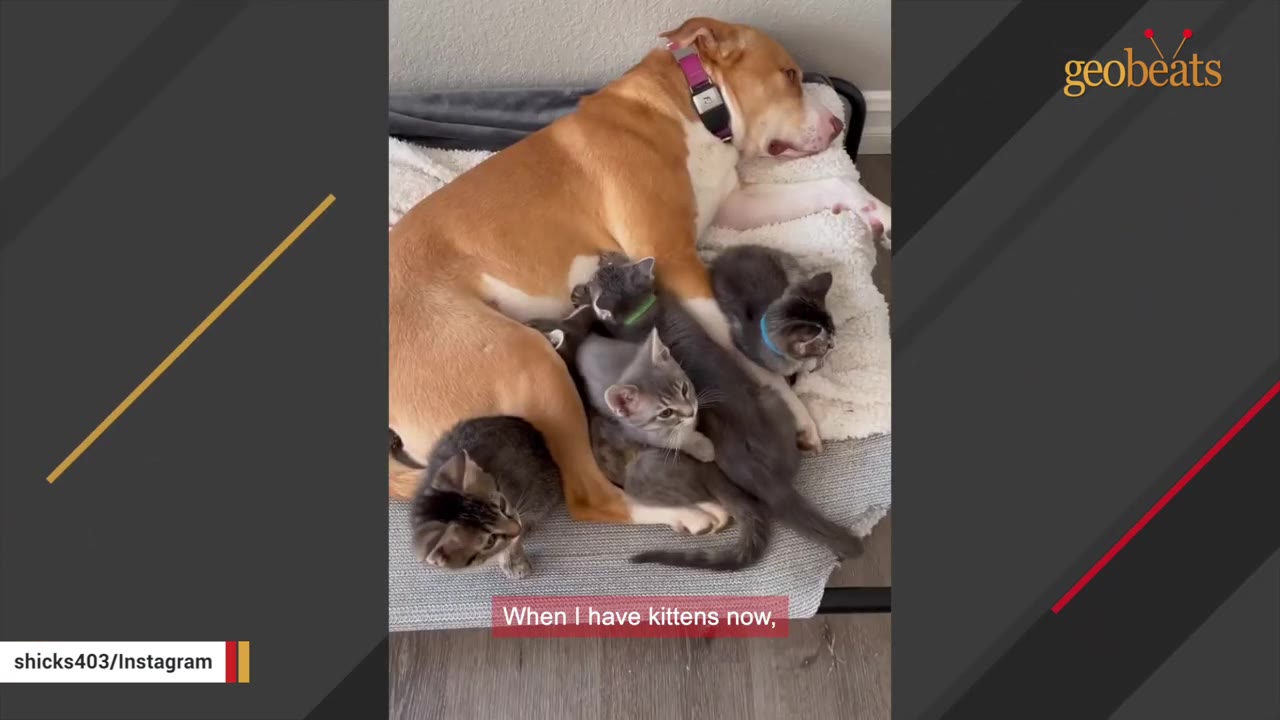 A tan and white dog lies on a pet bed surrounded by several small grey and tabby kittens snuggling against its body.