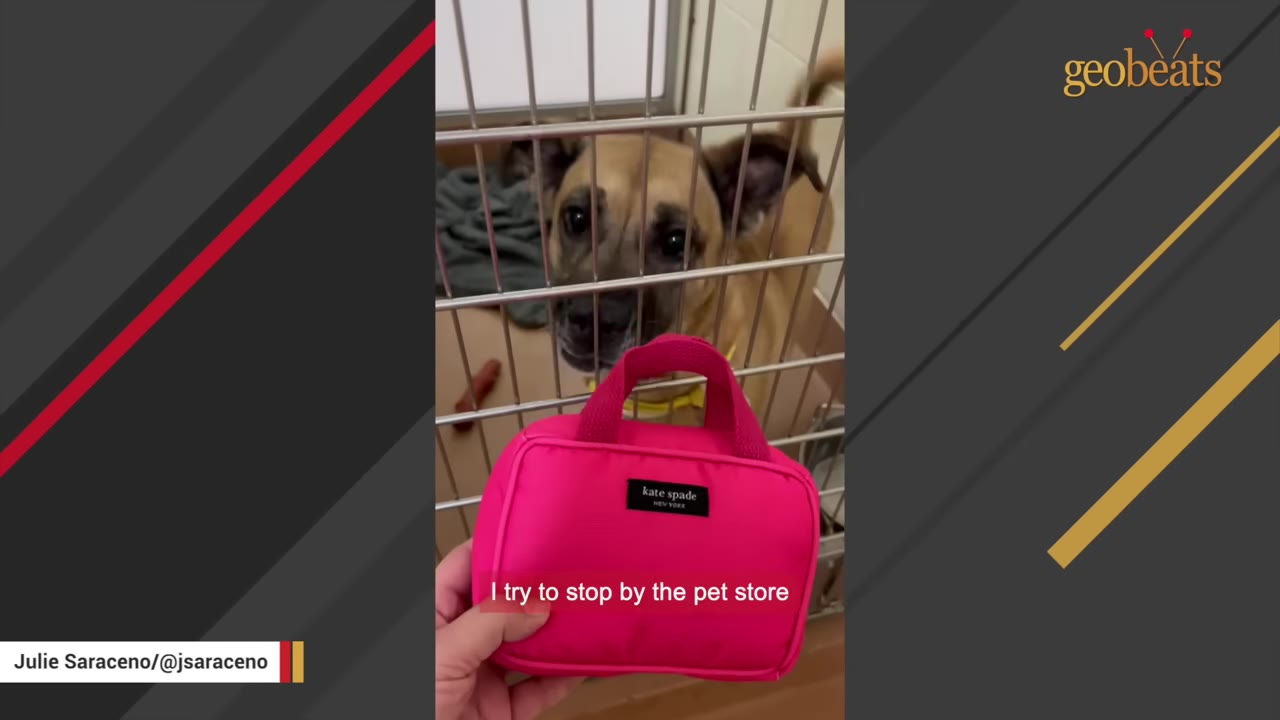 A hand holds a bright pink Kate Spade toy purse in front of a kennel where a tan dog with dark ears looks on with interest.