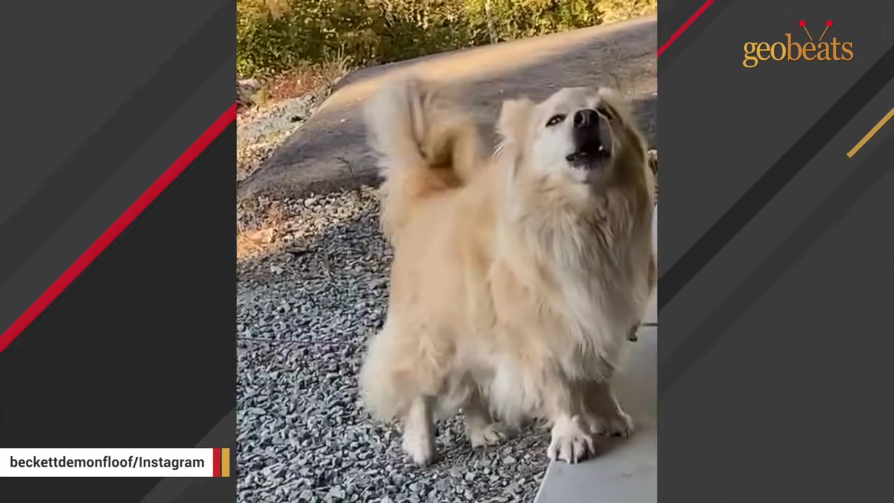 A fluffy, light-colored dog standing outdoors on a gravel path with its head tilted back and mouth open as if howling.