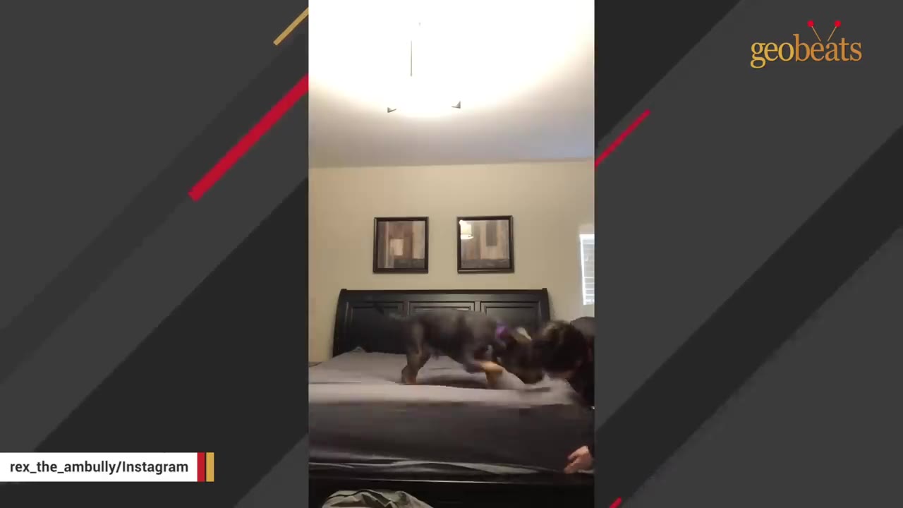 A dark-colored dog plays on a bed with a person leaning over to interact with it.