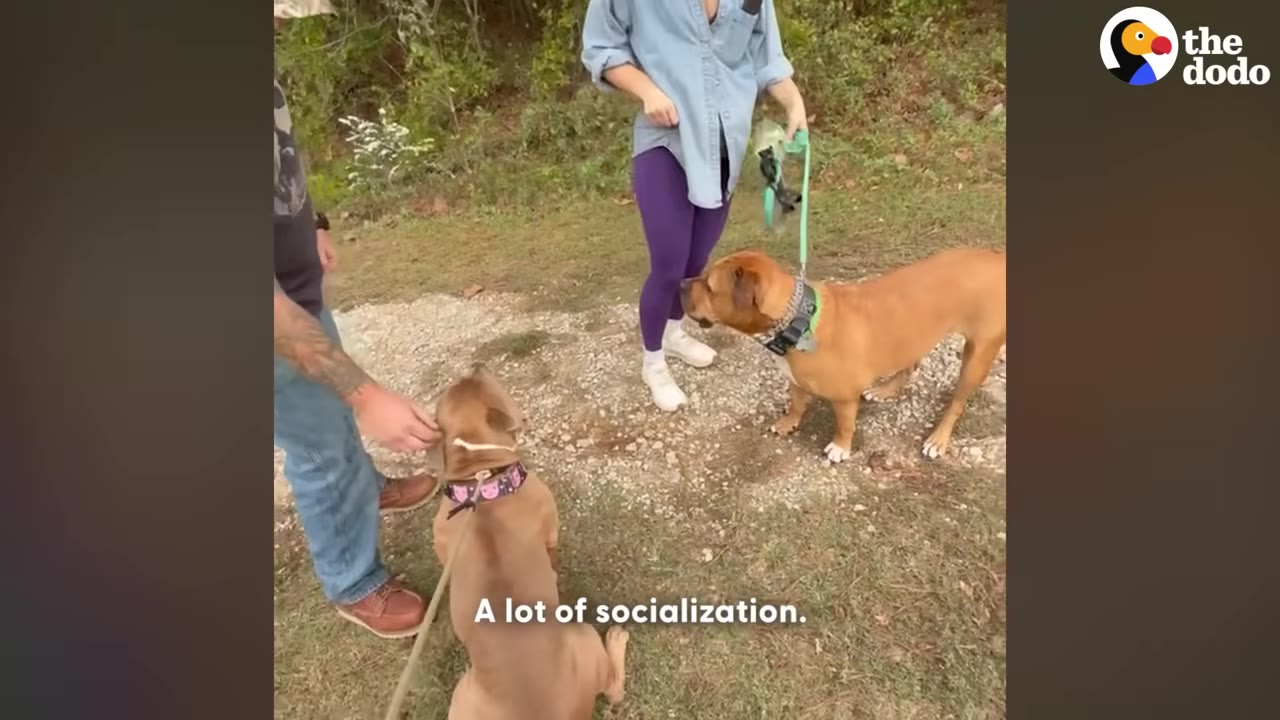 A brown dog sits calmly on a leash held by a man, facing another larger brown dog on a leash held by a woman outdoors.