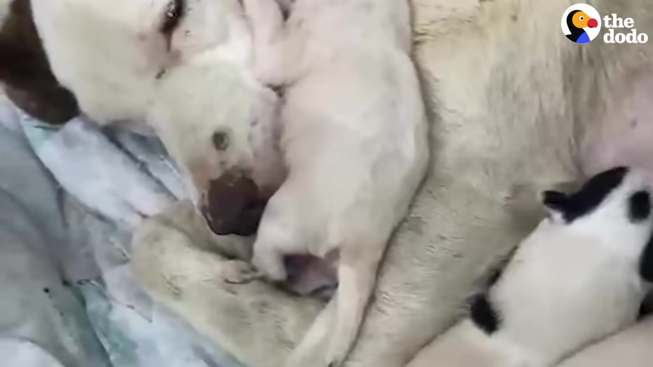 A close-up of a light-colored mother dog lying down with her puppies, showing her nose covered in dark dirt.