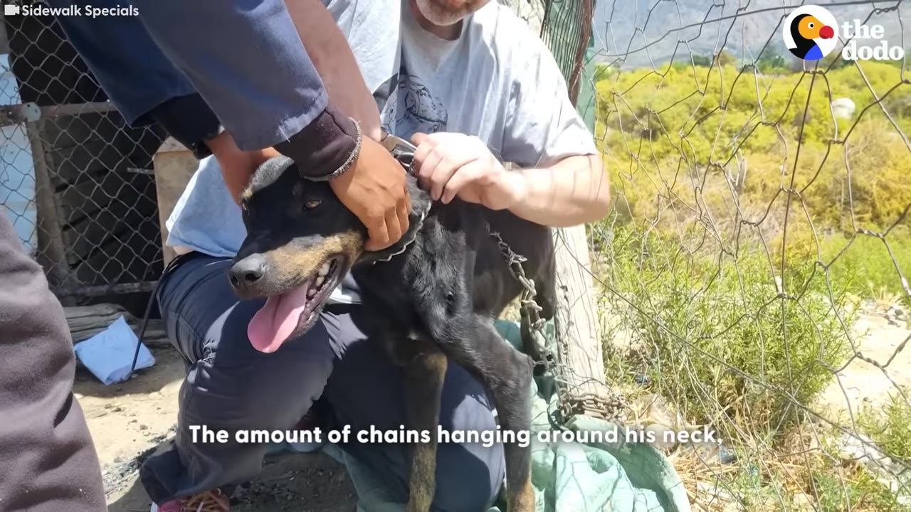 A man works to remove a heavy metal chain from around the neck of a black dog.