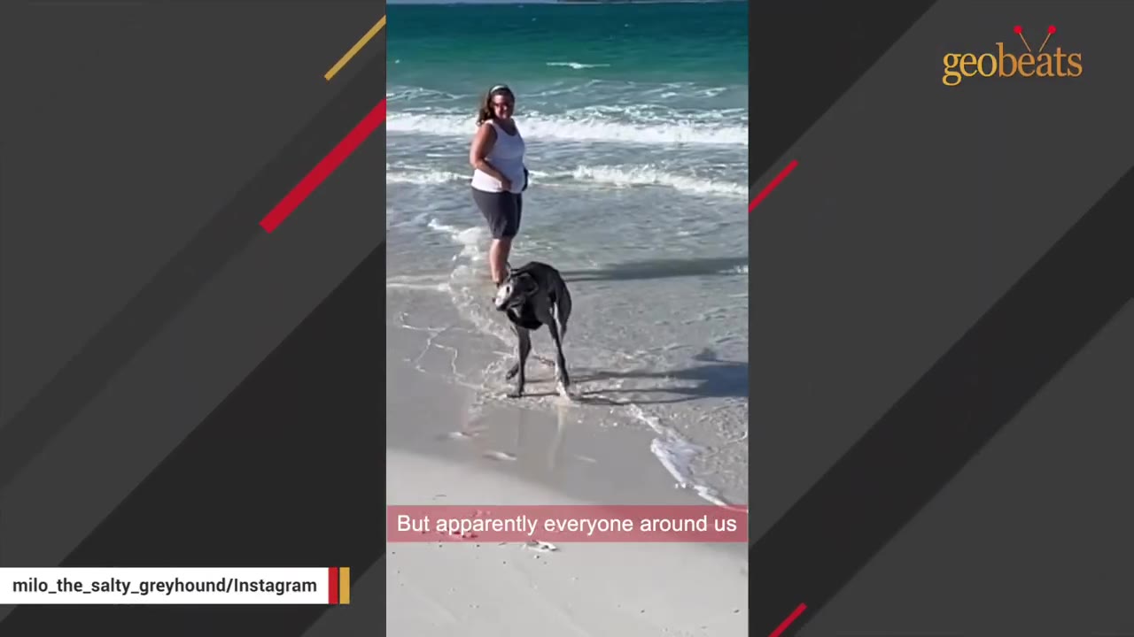 A greyhound stands in the shallow water on a sandy beach with a woman standing nearby.