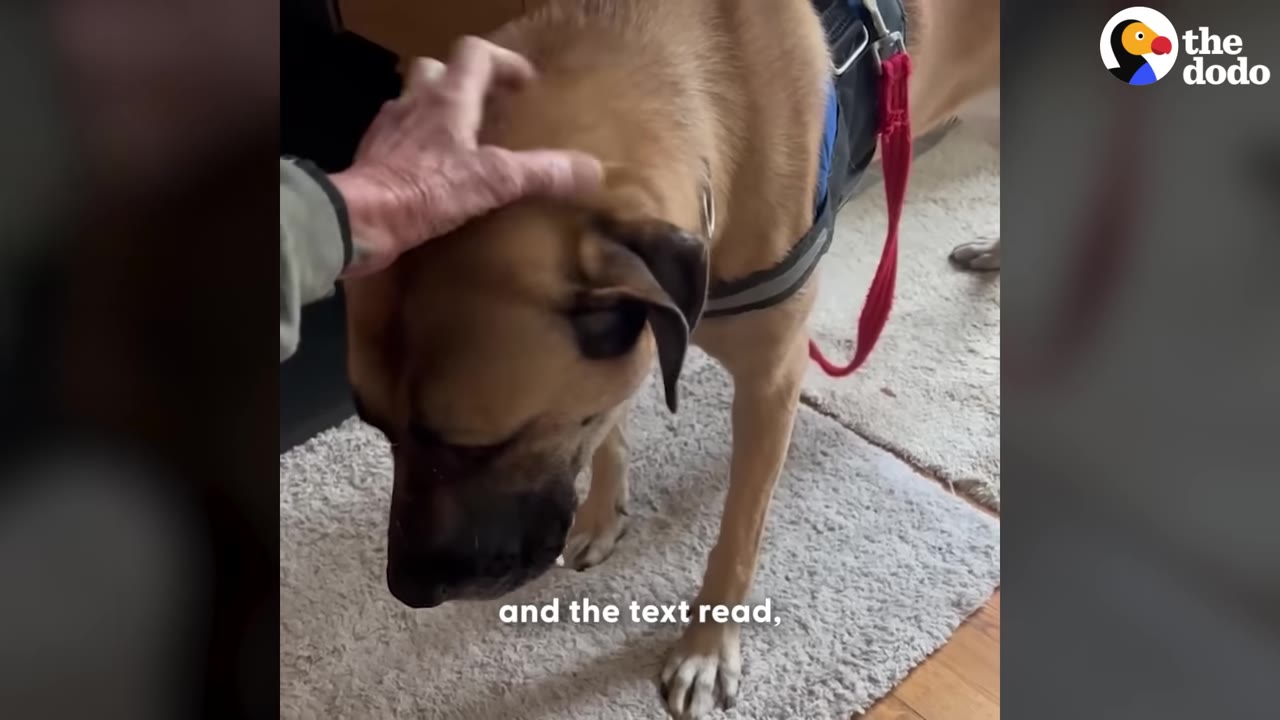 A hand gently pets the head of a tan dog wearing a harness, who is standing on a light-colored rug.