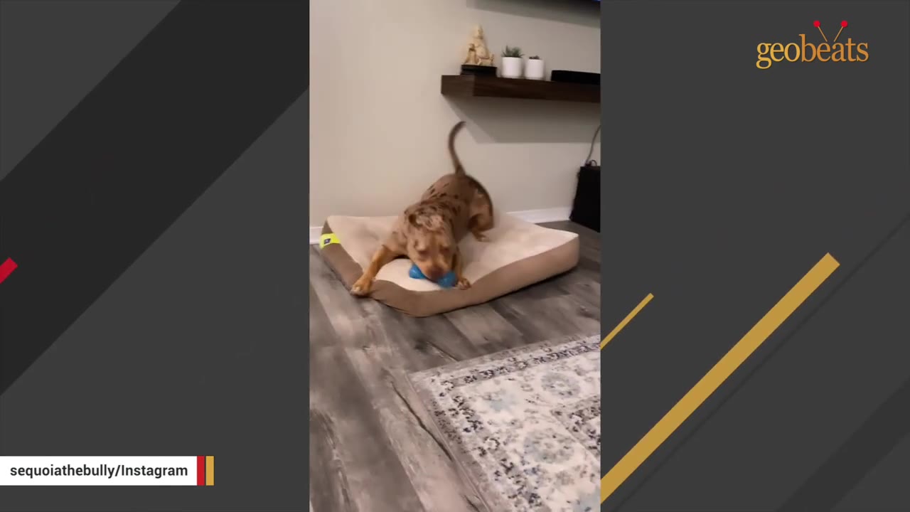 A brown and tan merle dog lies on a dog bed inside a home, chewing on a blue toy.