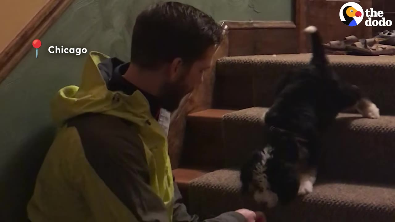 A man in a yellow jacket kneels by carpeted stairs, offering a treat from his hand to a small black and white puppy climbing down.