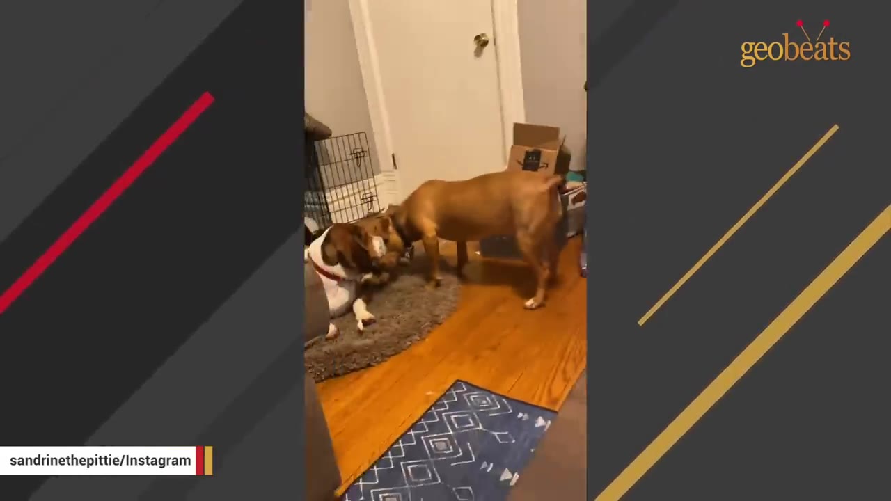 A brown dog stands on a wooden floor inside an apartment, interacting with a brown and white dog resting on a small round rug.