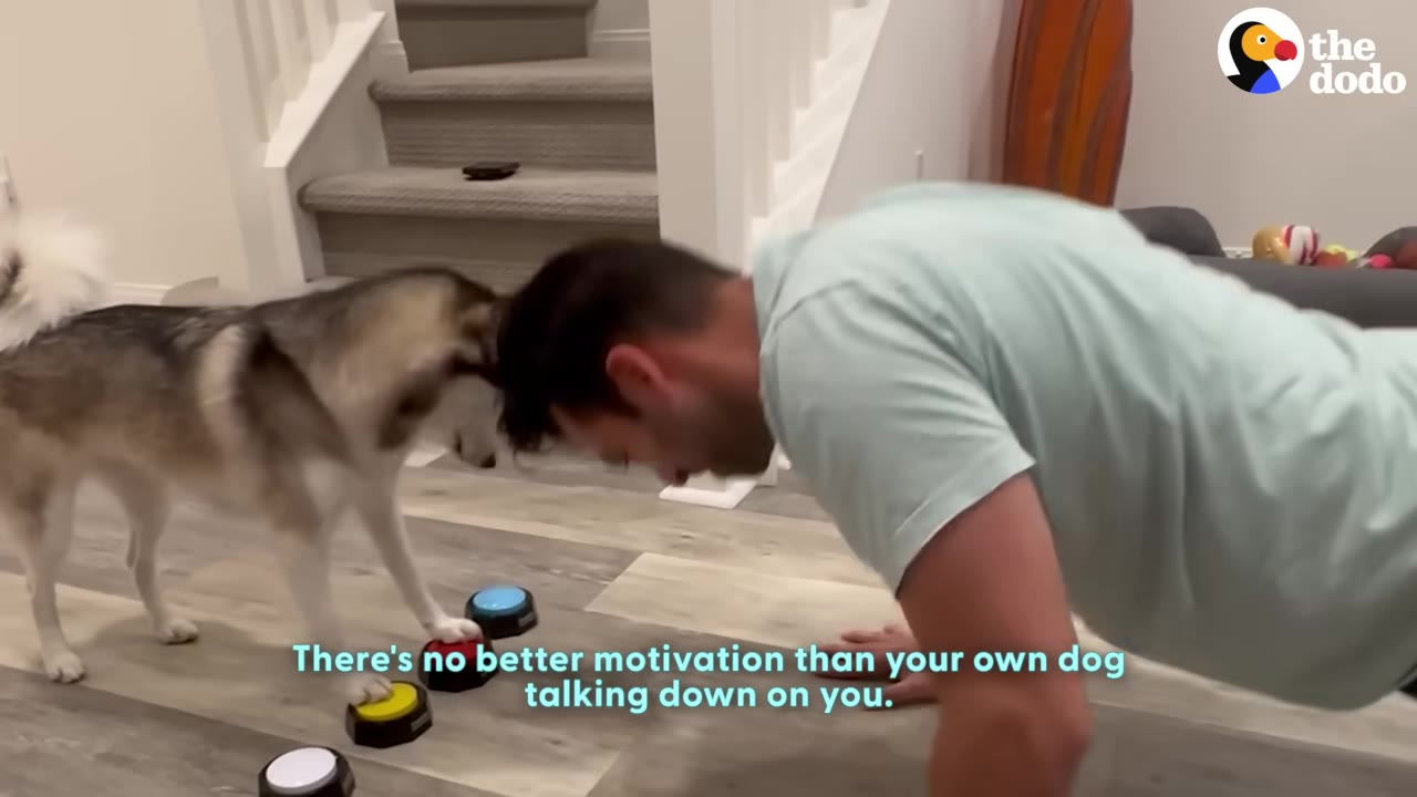 A man in a light blue t-shirt does push-ups on a wooden floor while a husky dog stands in front of him, pressing a colorful button on the floor with its paw.