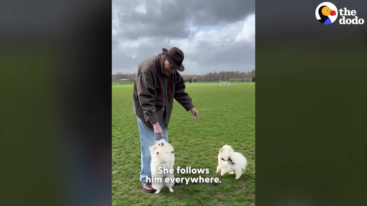 An older man wearing a brown hat and jacket stands on a grassy field, looking down at two small, fluffy white dogs.