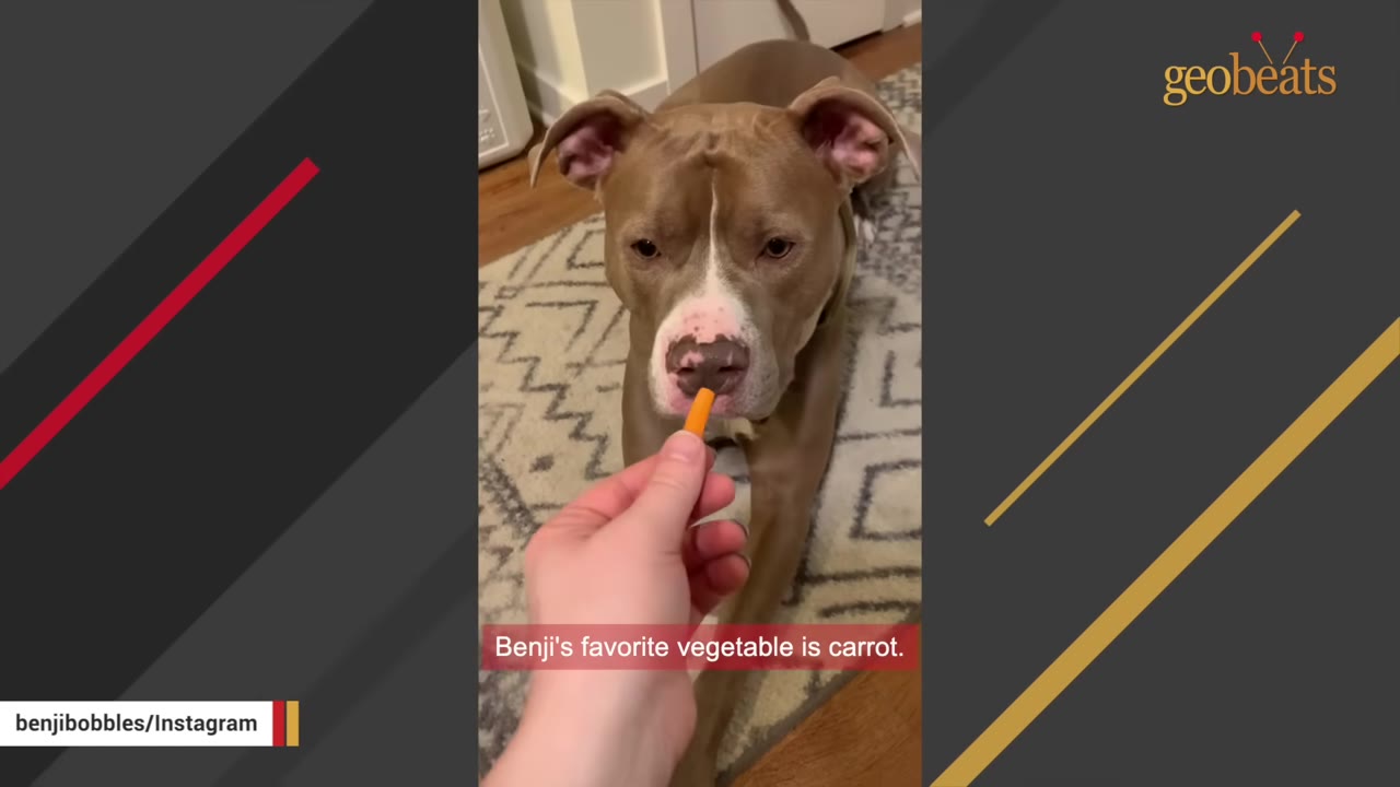 A close-up shot of a brown and white pit bull gently taking a small piece of carrot from a person's hand.