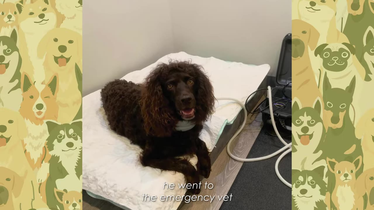 A brown curly-haired dog lies on a white padded mat in a veterinary clinic next to medical equipment and tubing.