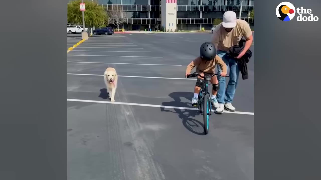 A young child wearing a helmet rides a bicycle in a parking lot, supported by a man, while a golden retriever runs alongside them.