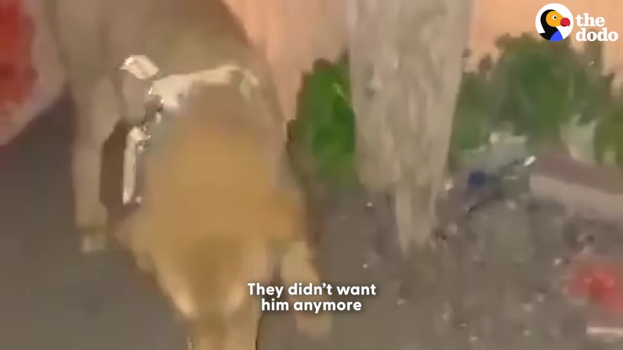 A tan dog wearing a harness stands outside near some plants, with text overlay reading 'They didn't want him anymore'.