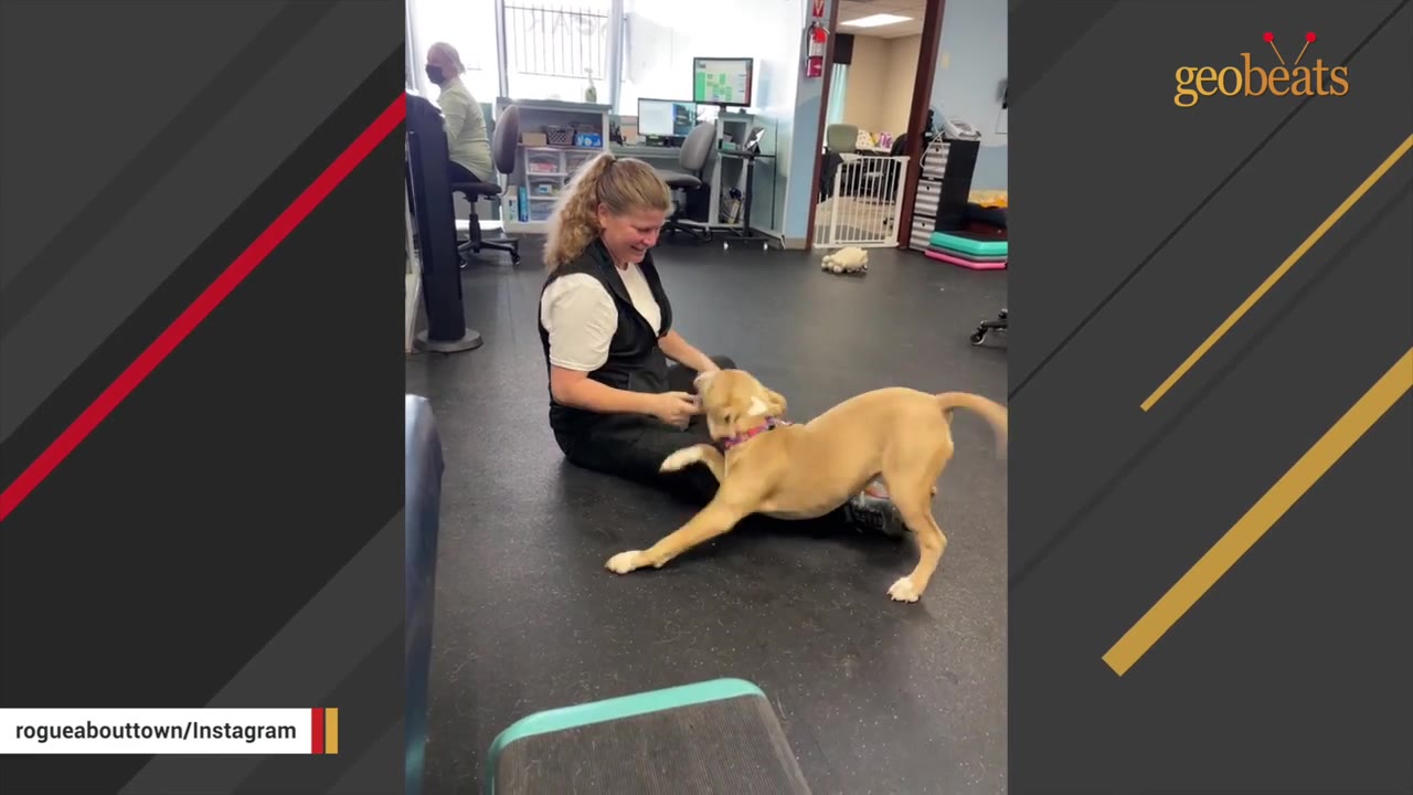 A tan dog playfully stretches its front legs forward while interacting with a woman sitting on the floor of an office.