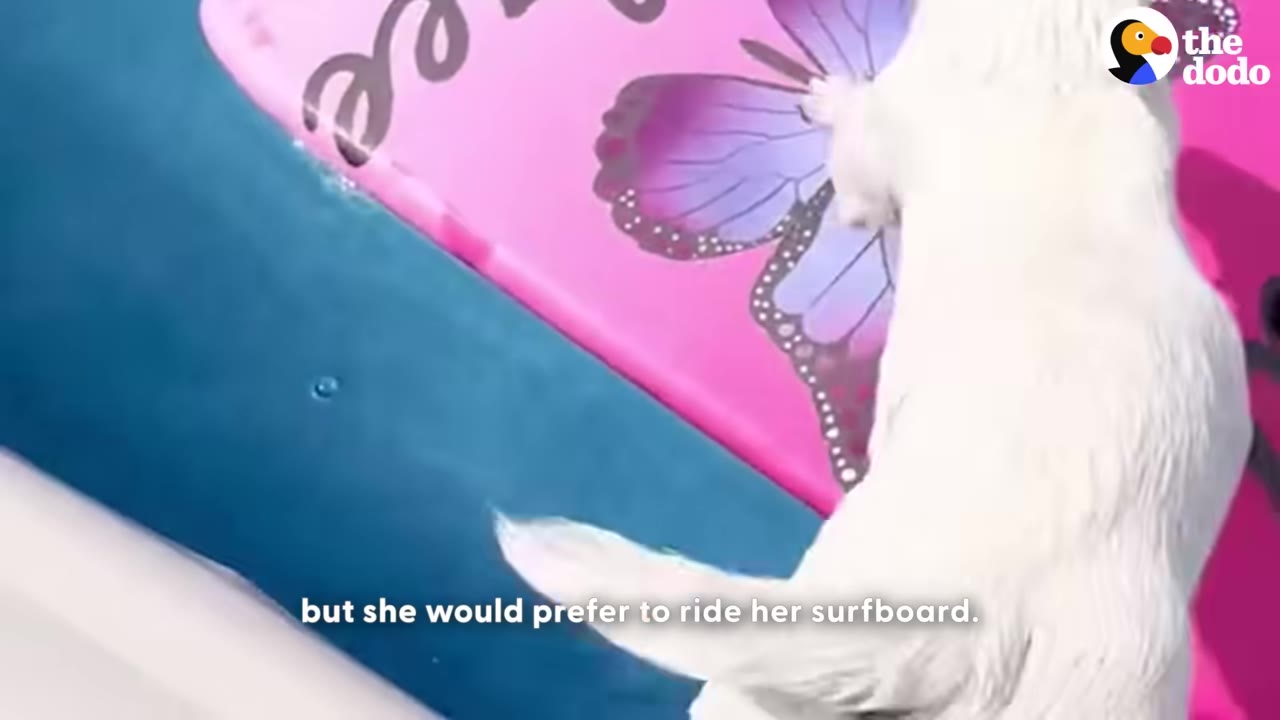 A close-up shot of a white dog from behind as she stands on a pink surfboard decorated with a purple butterfly in a swimming pool.