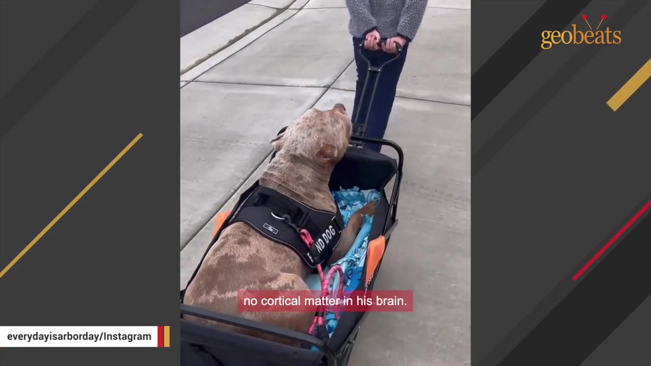 A large, light-brown dog wearing a black harness that says 'BLIND DOG' sits in a black wagon being pulled by a person on a sidewalk, with a caption reading 'no cortical matter in his brain.'