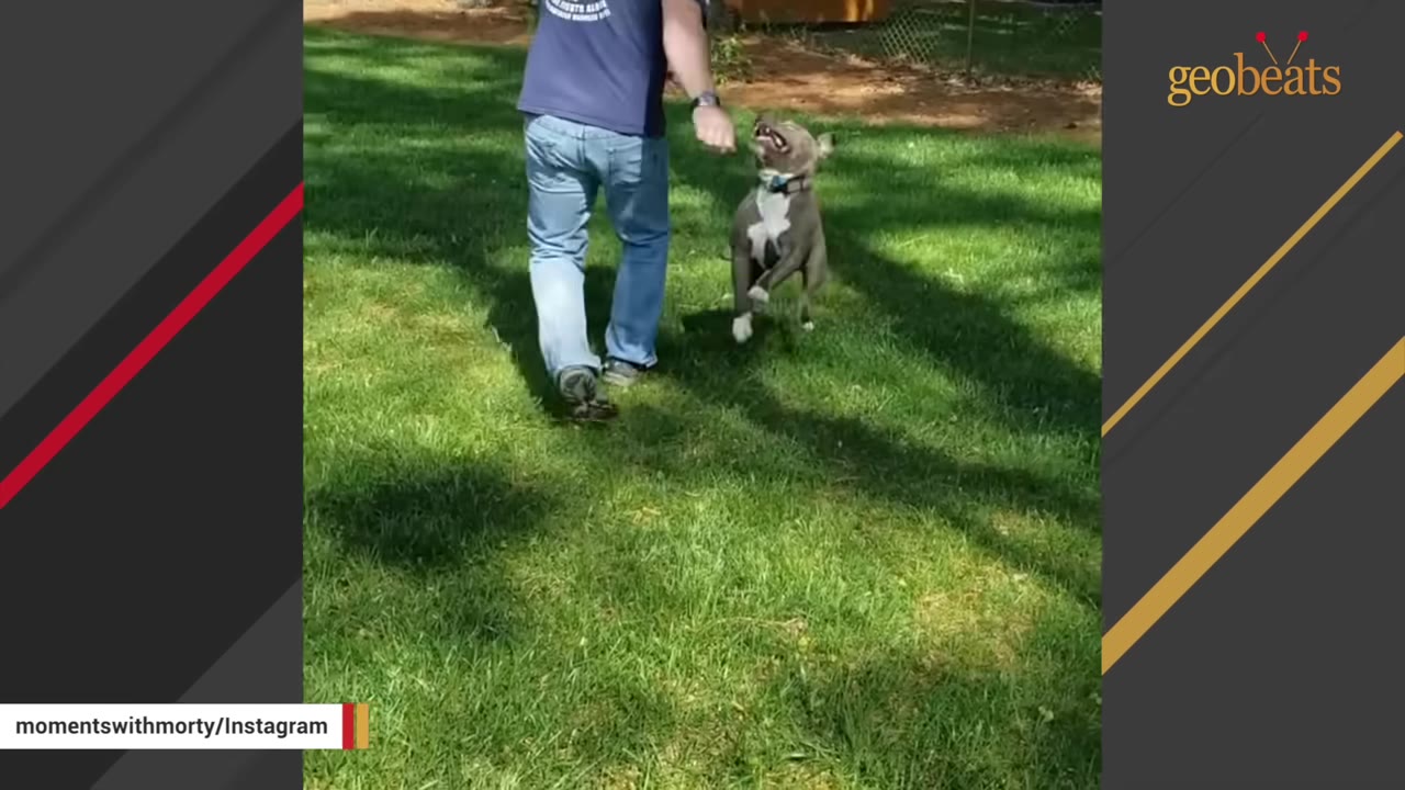 A grey and white dog happily looks up at a man in jeans and a blue t-shirt as they walk together on a green lawn.