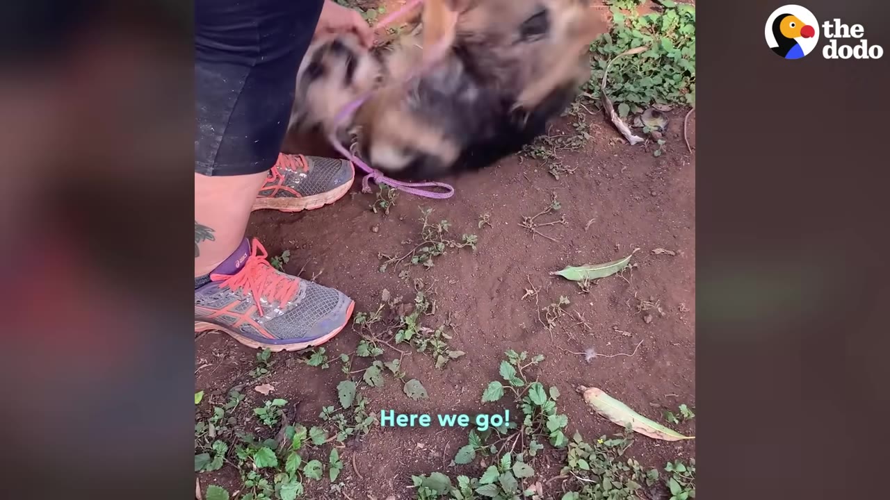 A dog rolls on its back in the dirt next to a person wearing sneakers and holding a pink leash.