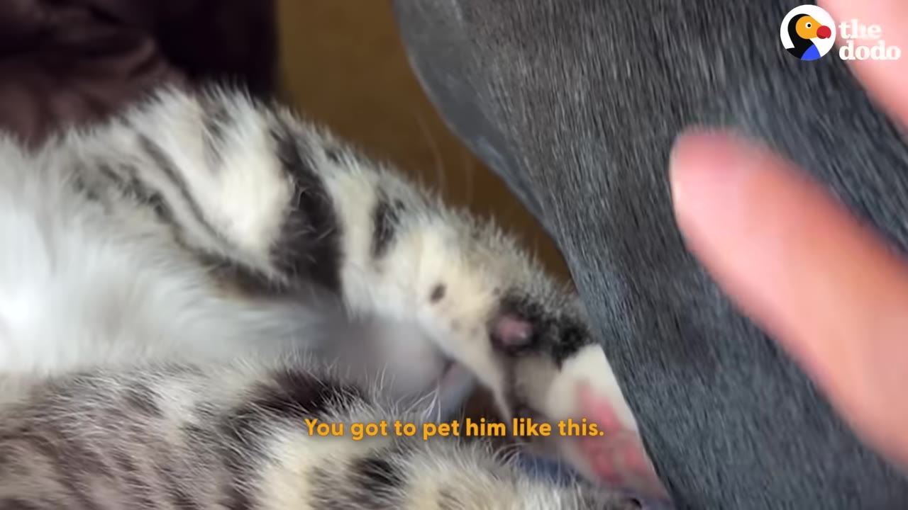 A close-up of a striped kitten's paw reaching out to touch the dark grey fur of a large dog.