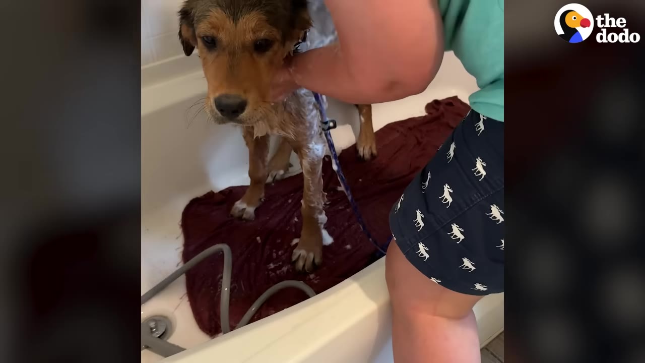A brown puppy stands in a white bathtub on a dark red towel while a person gently washes its neck with soapy water.
