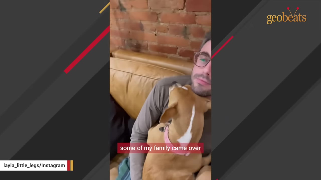 A brown and white dog with a pink collar cuddles close to a man wearing glasses on a tan leather couch.