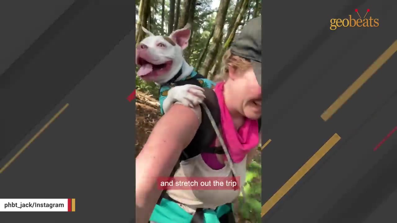 A woman carrying a white dog with pink ears on her back in a backpack carrier while hiking through a wooded area.