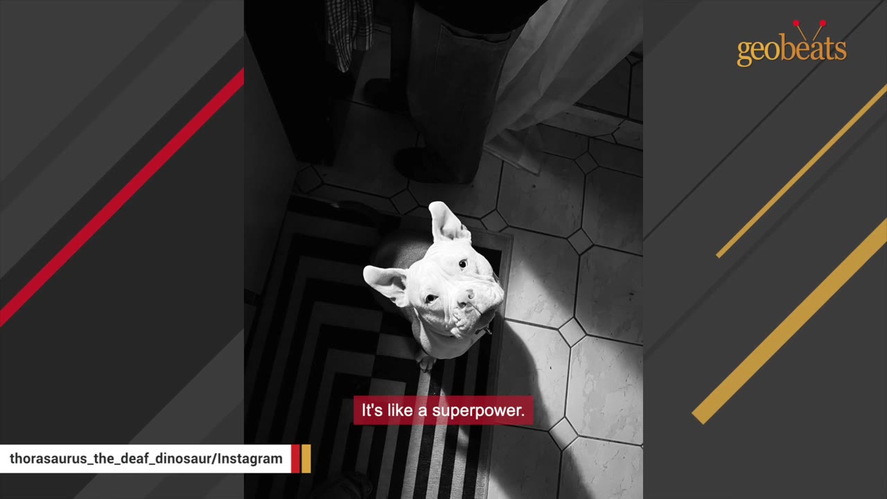 A black and white high-angle shot of a white dog looking up towards a person standing nearby on a tiled floor.