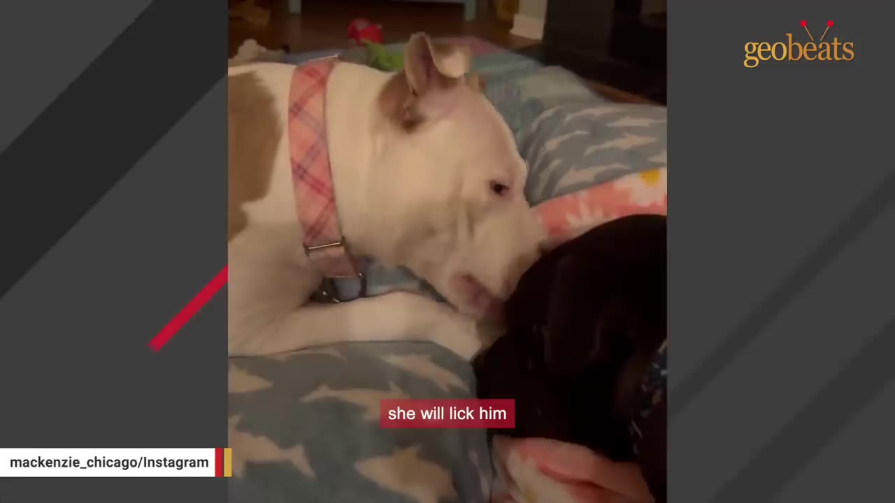 A white and brown dog wearing a pink plaid collar gently licks the head of a black dog lying down next to her.