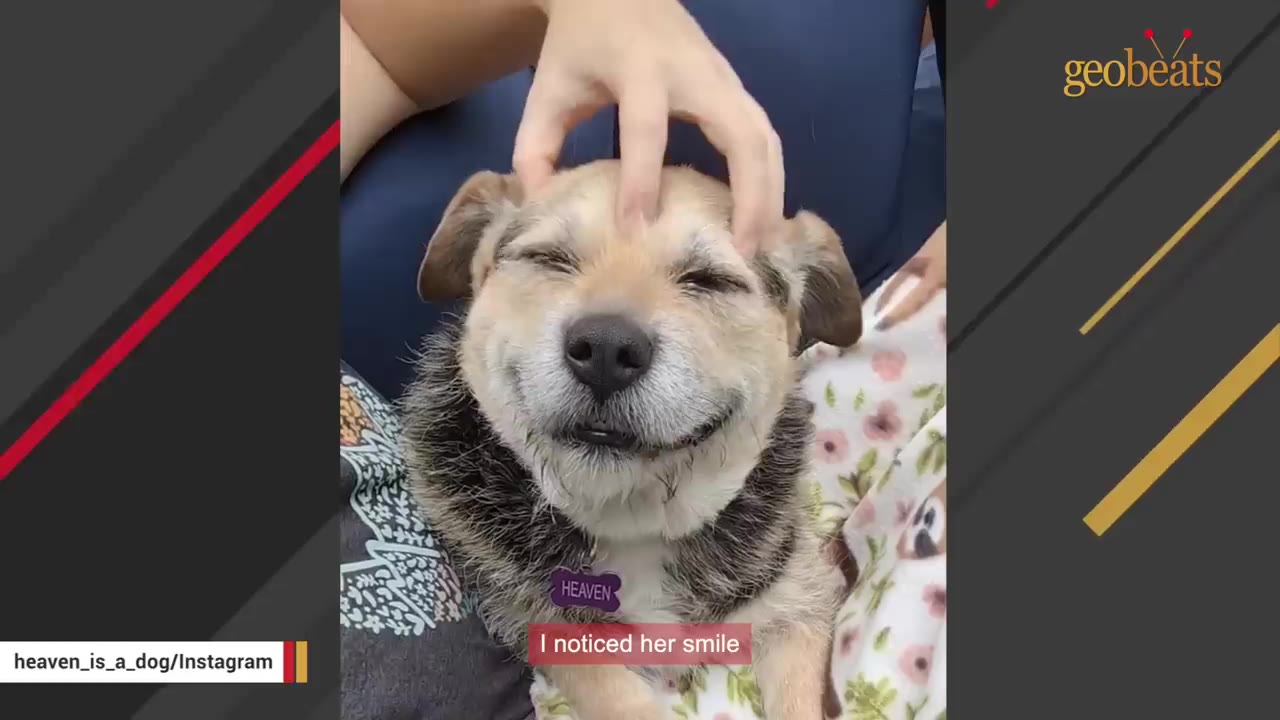 A close-up of a smiling tan and black dog named Heaven being petted on the head, with a caption that reads 'I noticed her smile'.