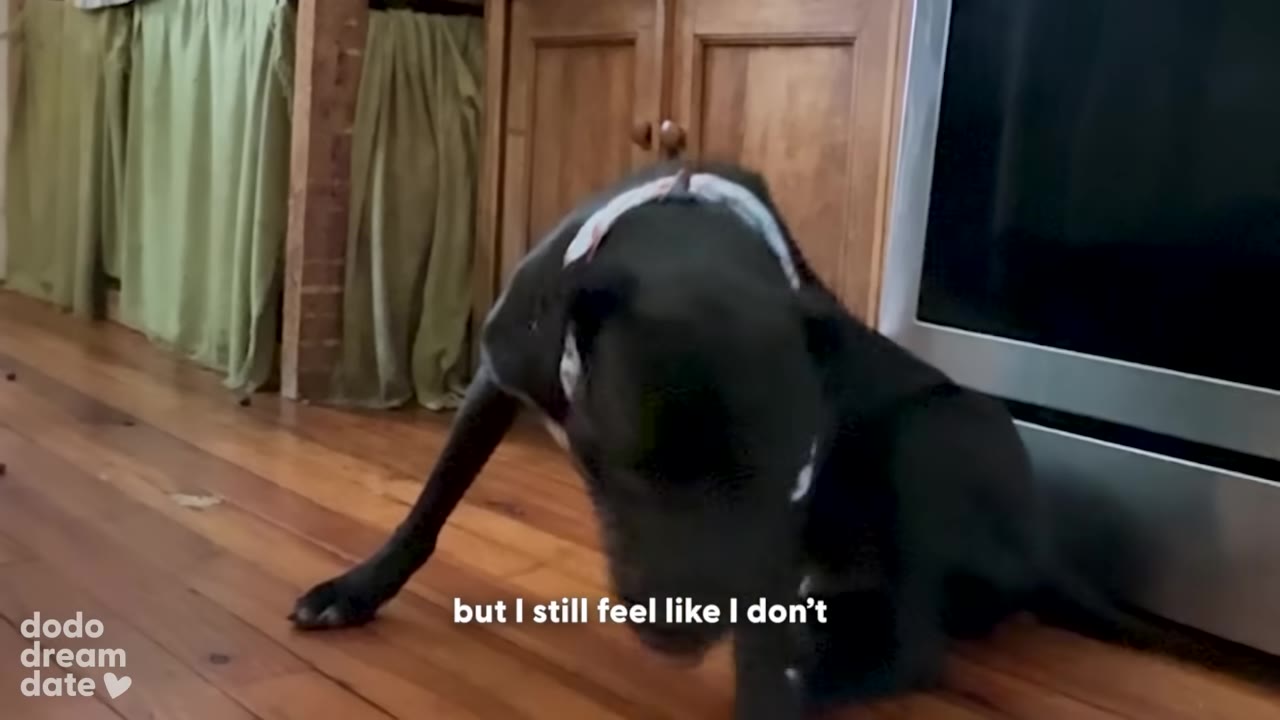 A black dog with a white collar leans down on a wooden floor, sniffing or eating something.