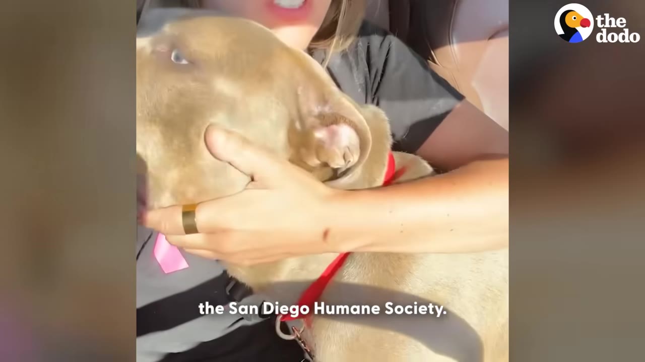 A close-up shot of a person's hand gently cradling a light brown pit bull's head inside a car.