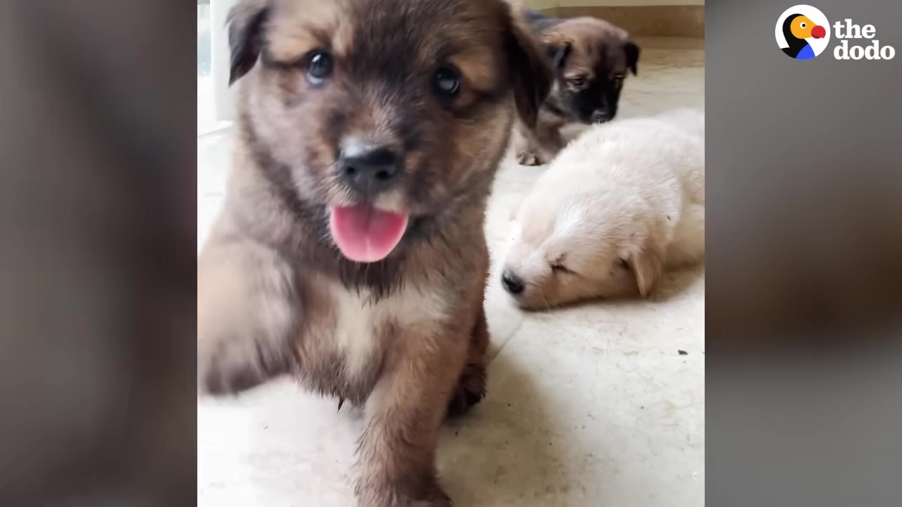Three puppies together on a light-colored tiled floor inside a home, with one brown puppy in the foreground looking at the camera with its tongue out.