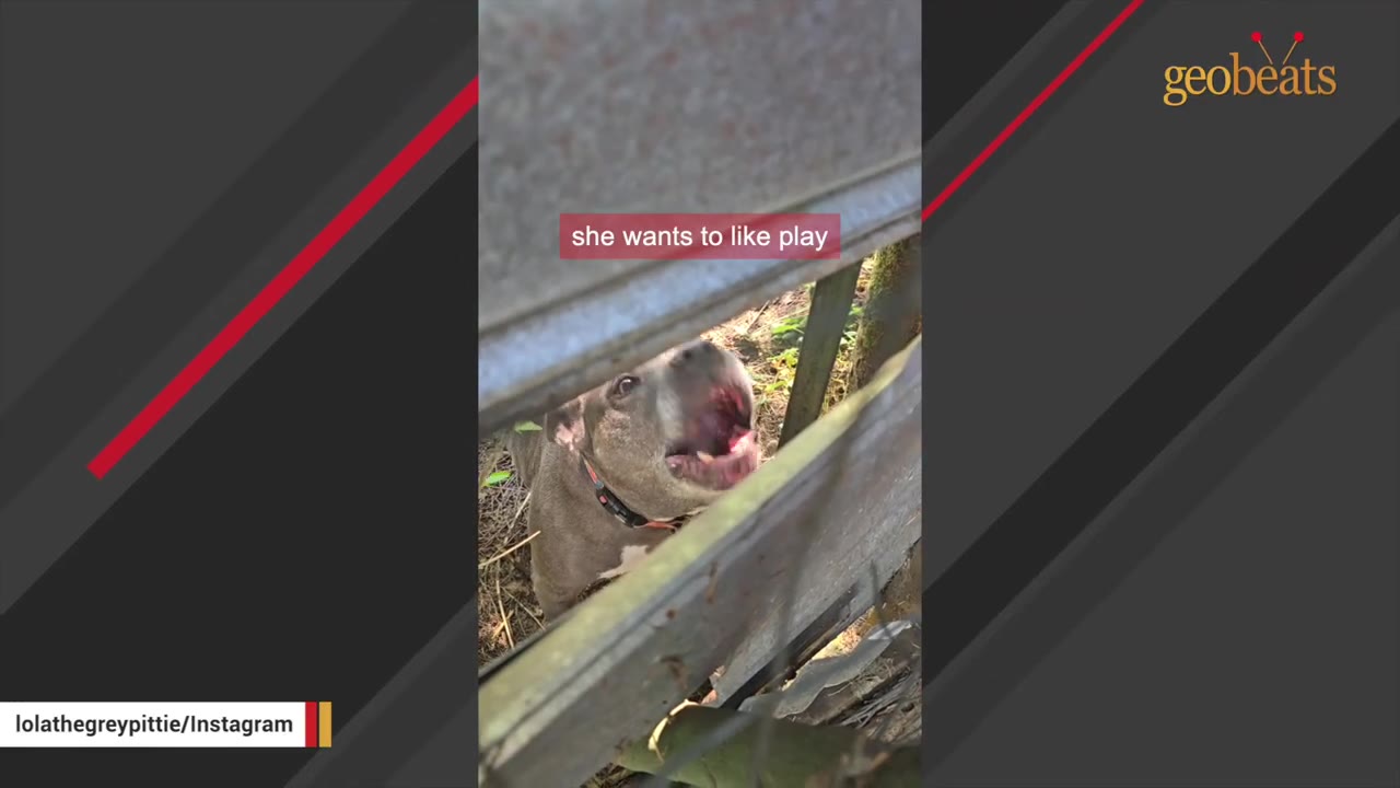 A grey pitbull-type dog looks up through a gap in a wooden fence with its mouth wide open as if barking or speaking.