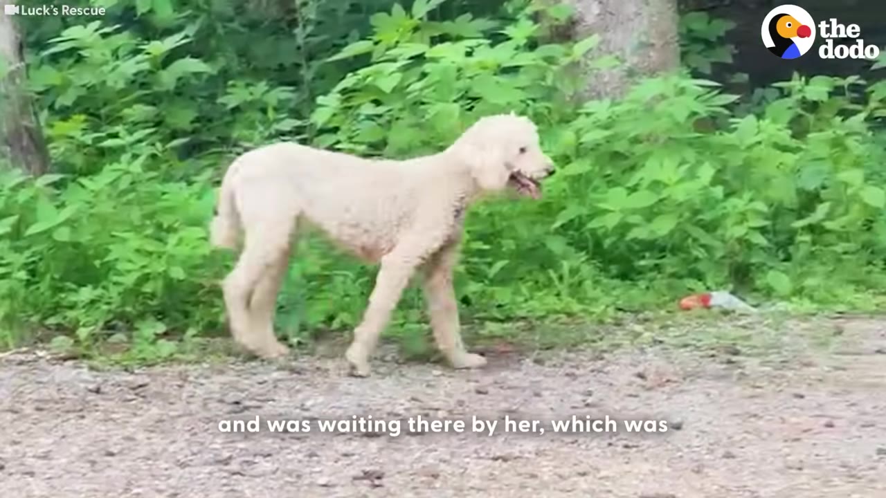 A light-colored poodle walking along a dirt path next to green foliage, with a subtitle reading 'and was waiting there by her, which was'.