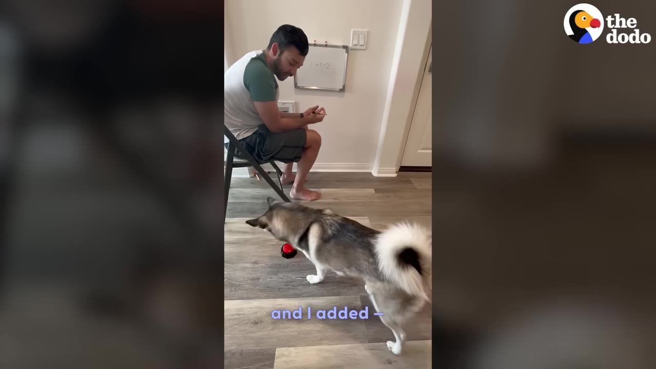 A man sits on a folding chair next to a small whiteboard with a math equation on it, watching a husky dog approach a red button on the floor.