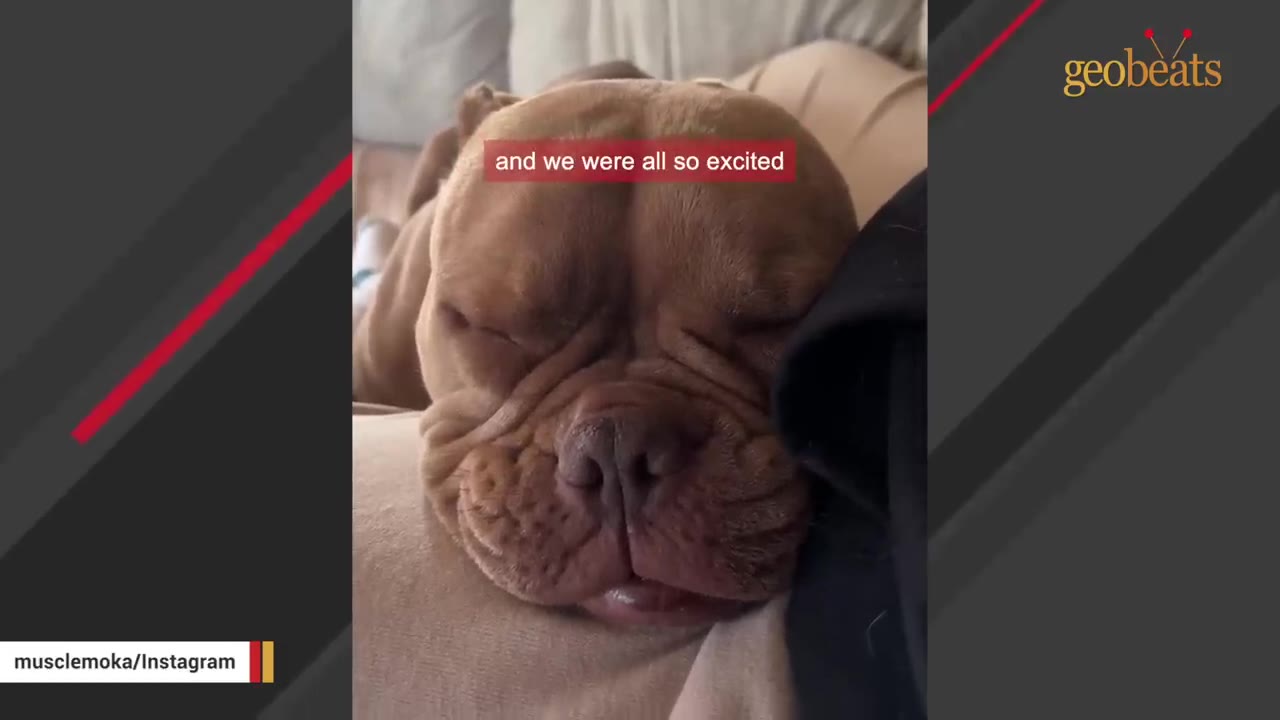 A close-up of a brown bulldog sleeping peacefully with its eyes closed.