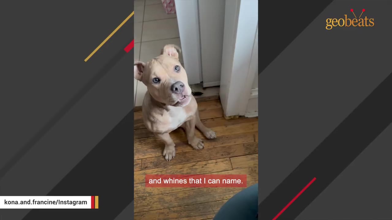 A light brown pit bull puppy named Francine sits on a wooden floor, tilting her head and vocalizing with her mouth slightly open.
