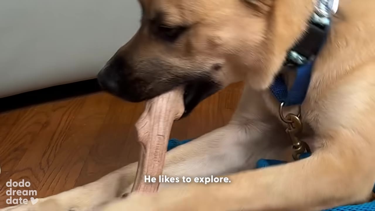 A tan dog chewing on a stick-shaped toy on a wooden floor.