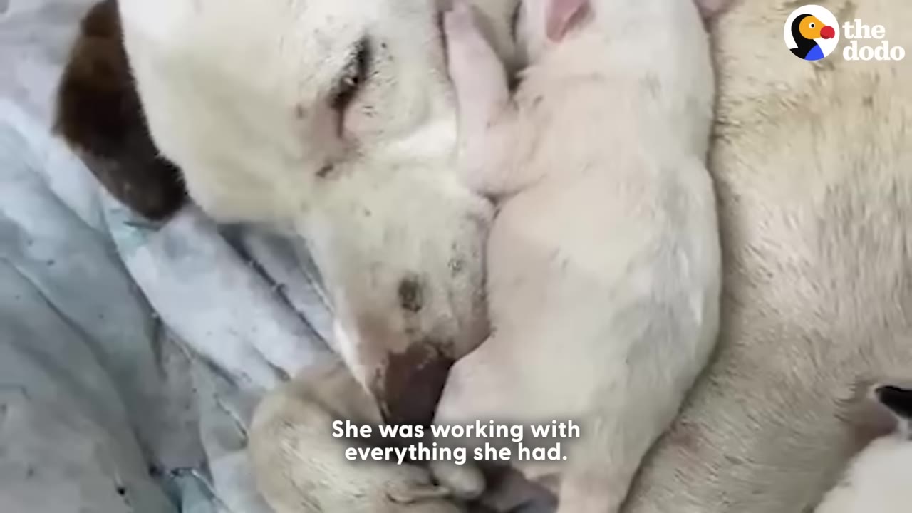 A close-up of a white mother dog gently resting her head next to her small white puppy as it lies against her.