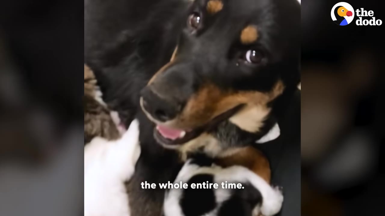 A black and tan mother dog looks up with a gentle expression while her puppies nestle close to her.
