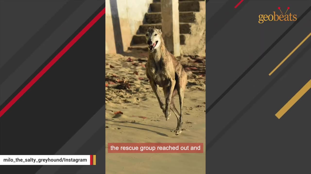 A brindle greyhound running on a sandy beach with stairs in the background.