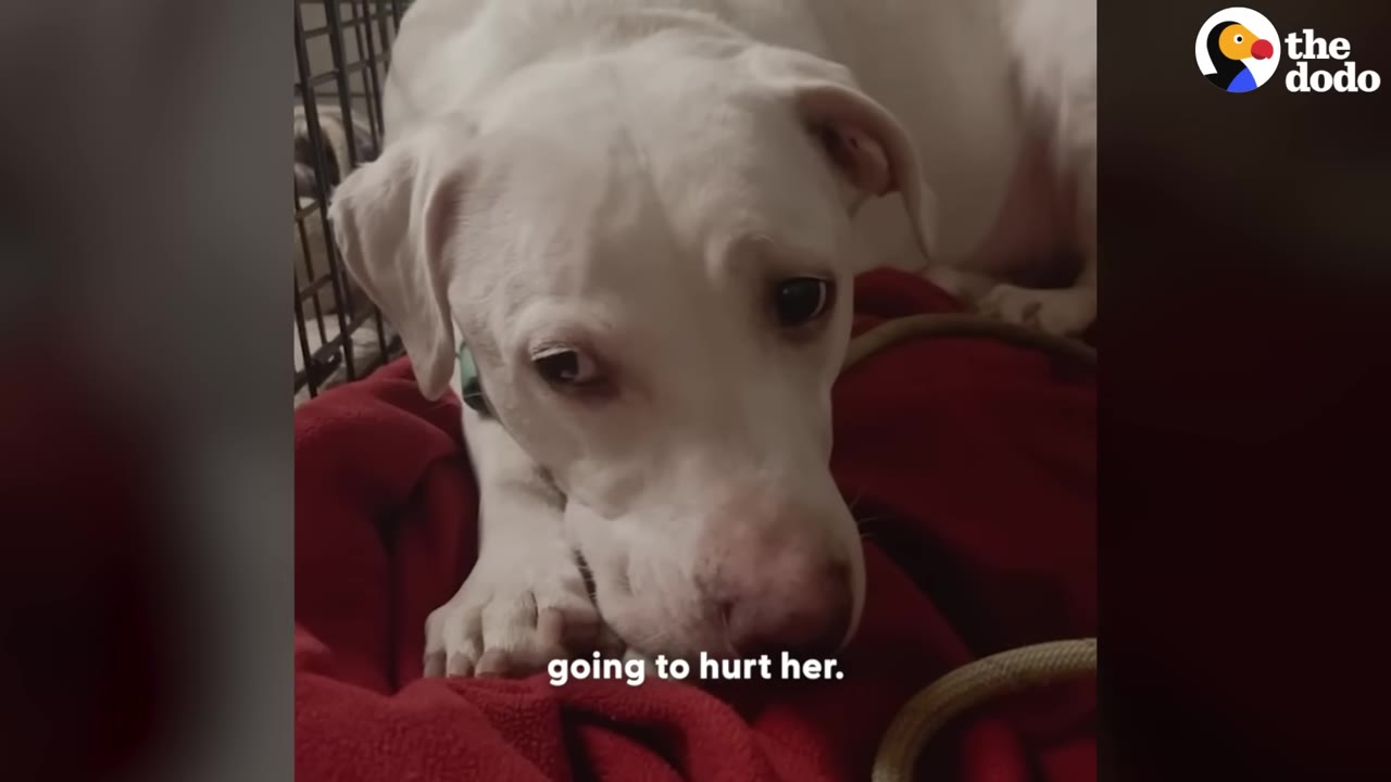 A sad-looking white dog with worried eyes lies on a red blanket next to a wire crate.